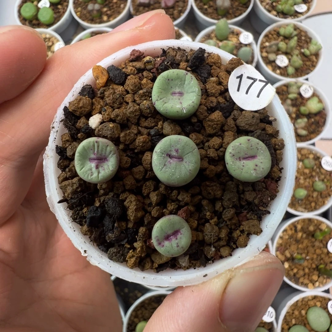 Ts427嘴一颗脱土1770000