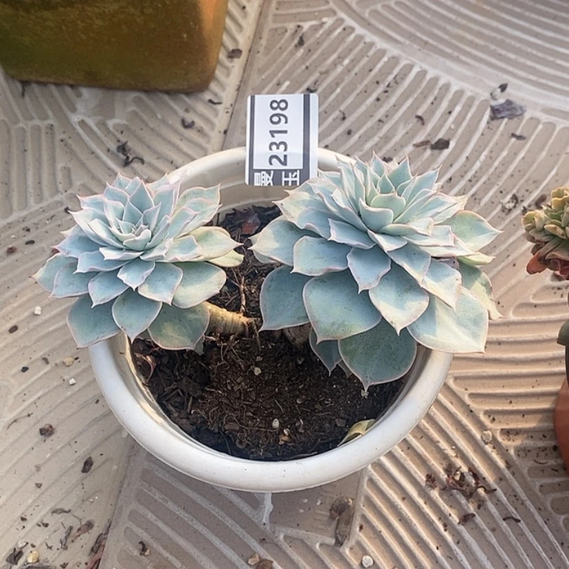 【闪购商品】皮氏23198