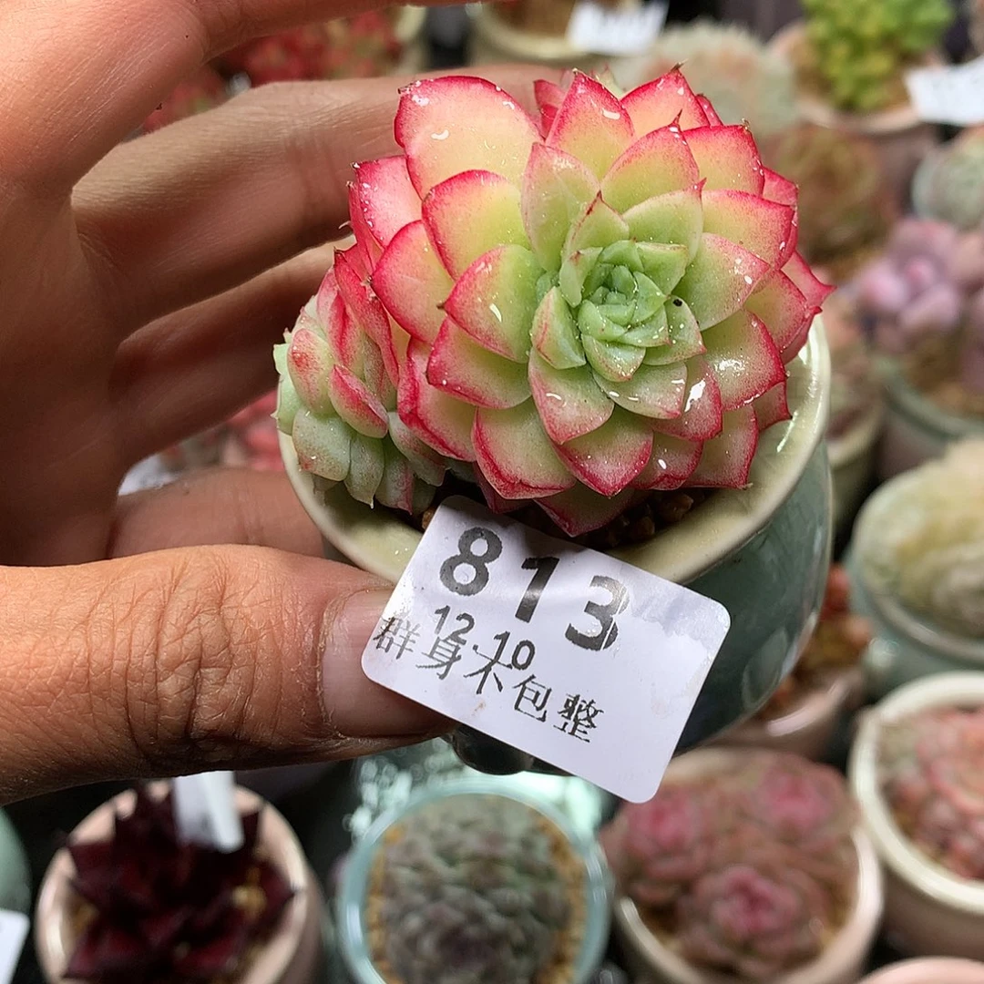 精控拇指盆12.10813