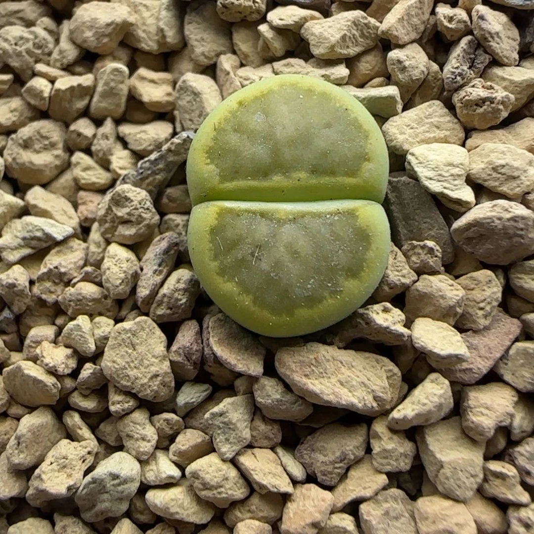 411 生石花大棚直播