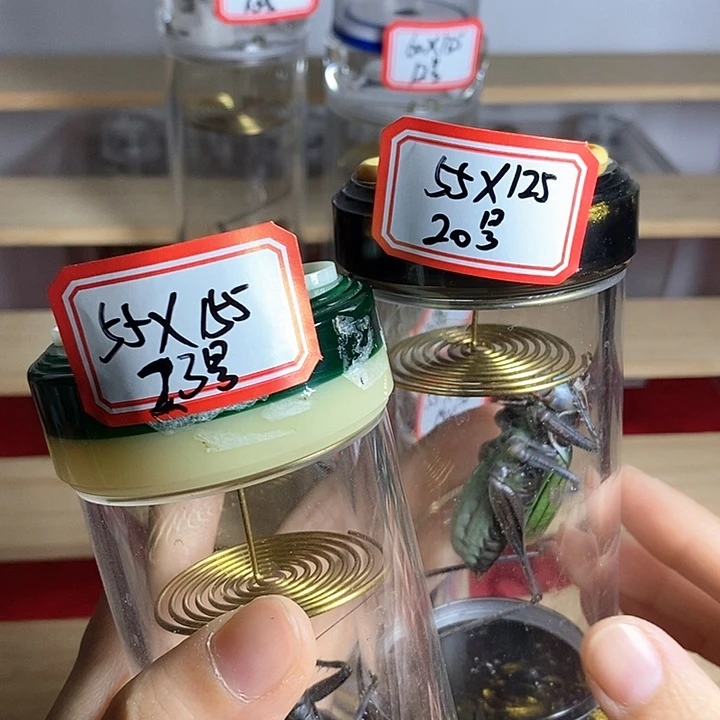 蟋蟀蝈蝈药蝈蝈活体蝈蝈M
