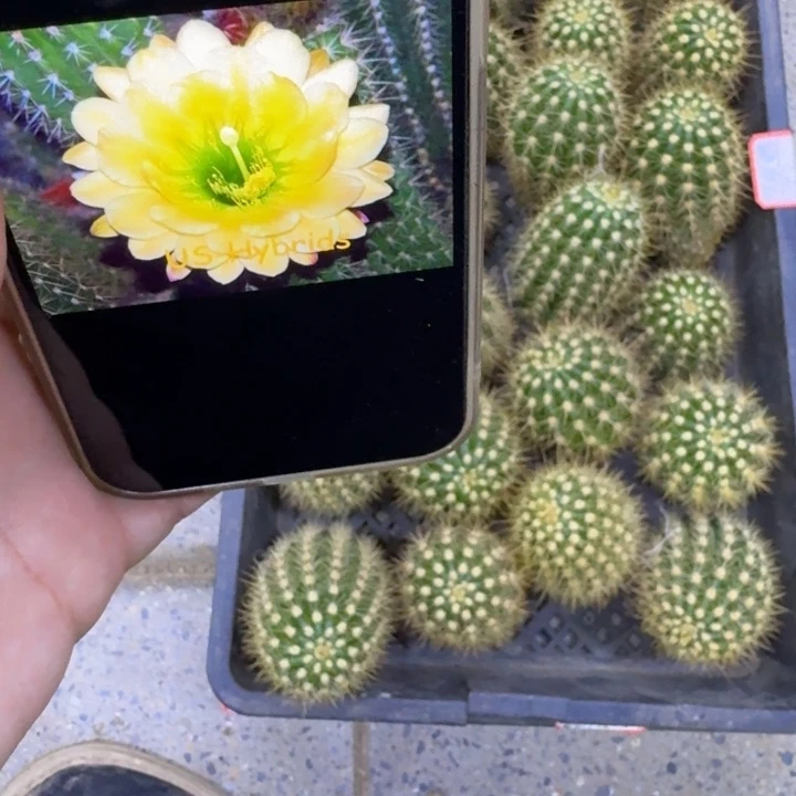 330毛绿眼睛歪无根侧牙5公分左右，20包邮