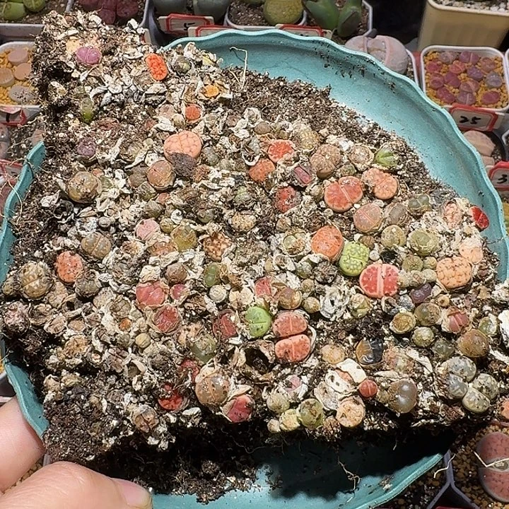 生石花122222。 无售后。  138