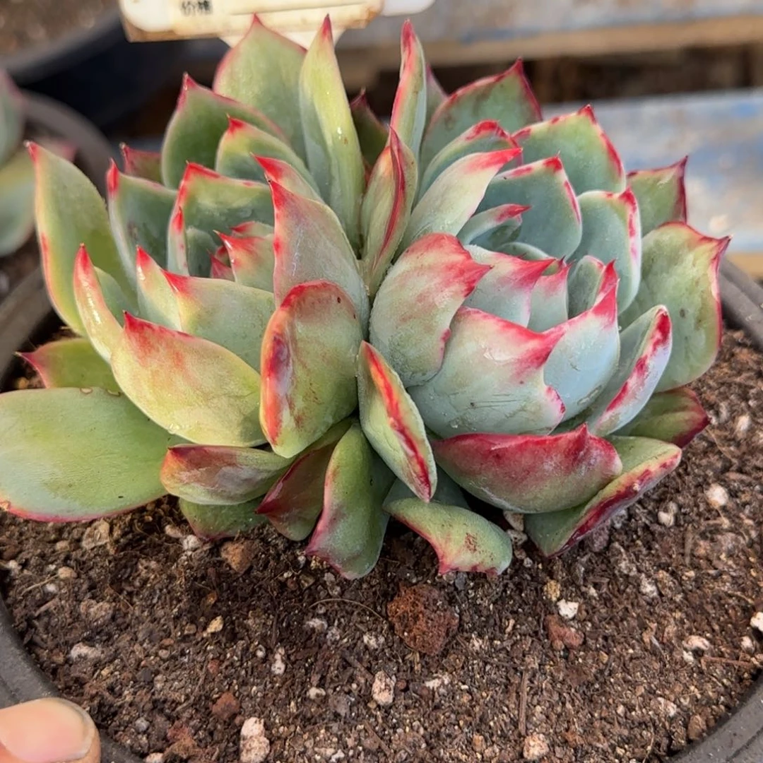 惊鸿一物一拍包装收缩花旱805