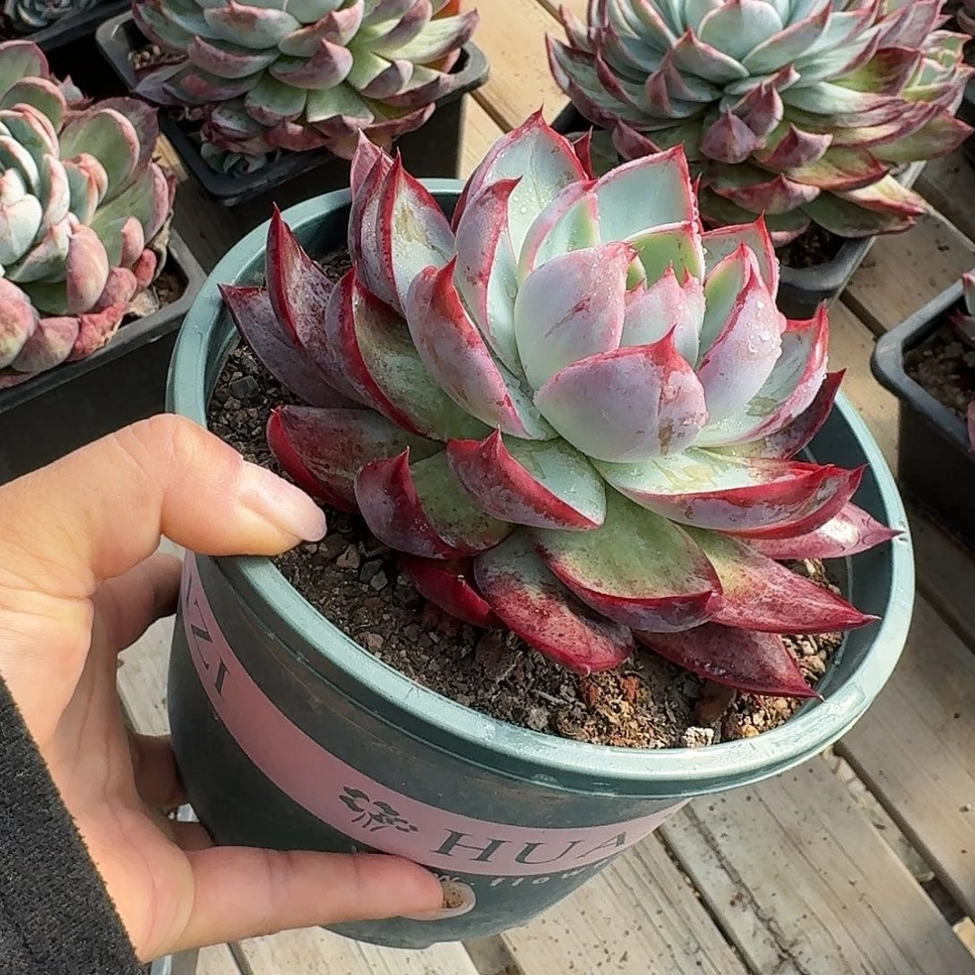 惊鸿惊鸿惊鸿 12 公分内勾