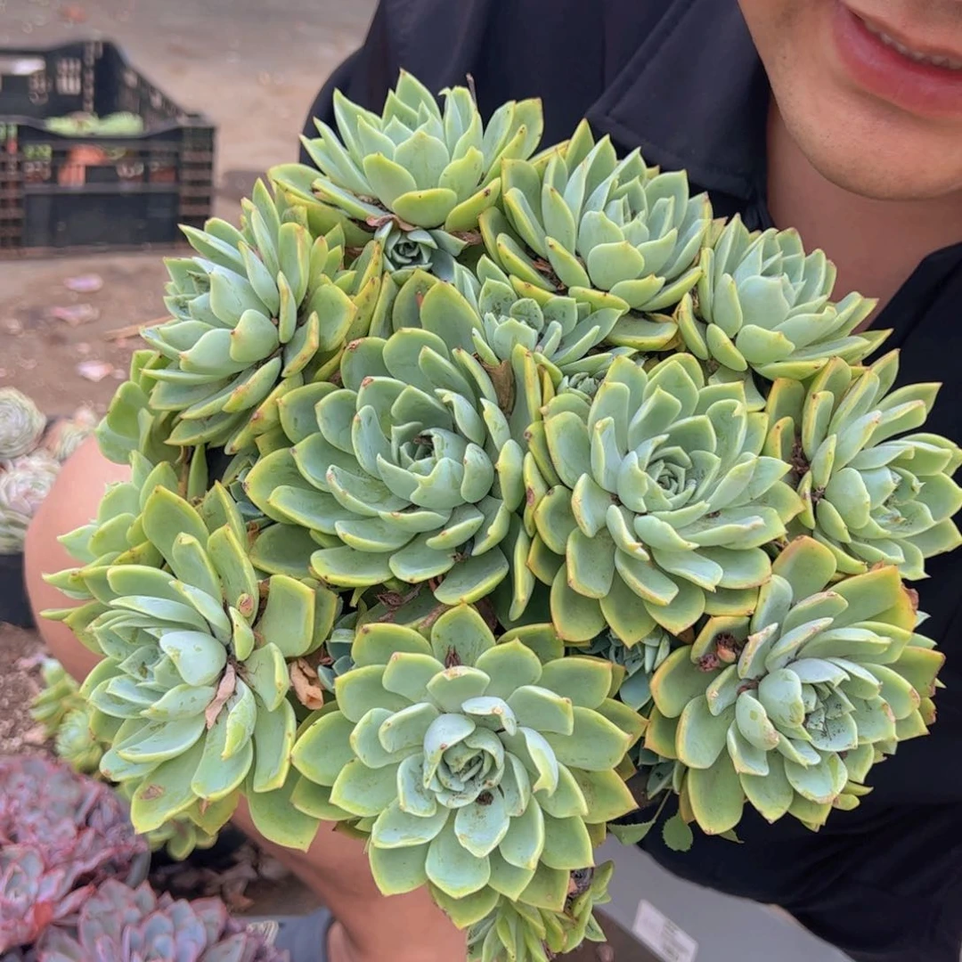 三色堇手捧，230杯