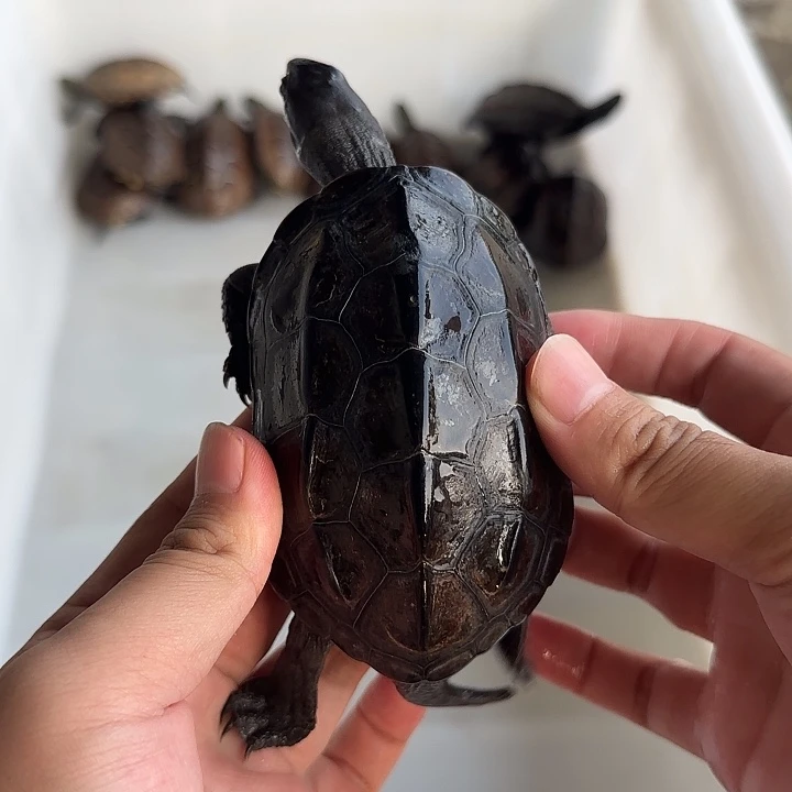 公宠物龟外塘冷水湖北草