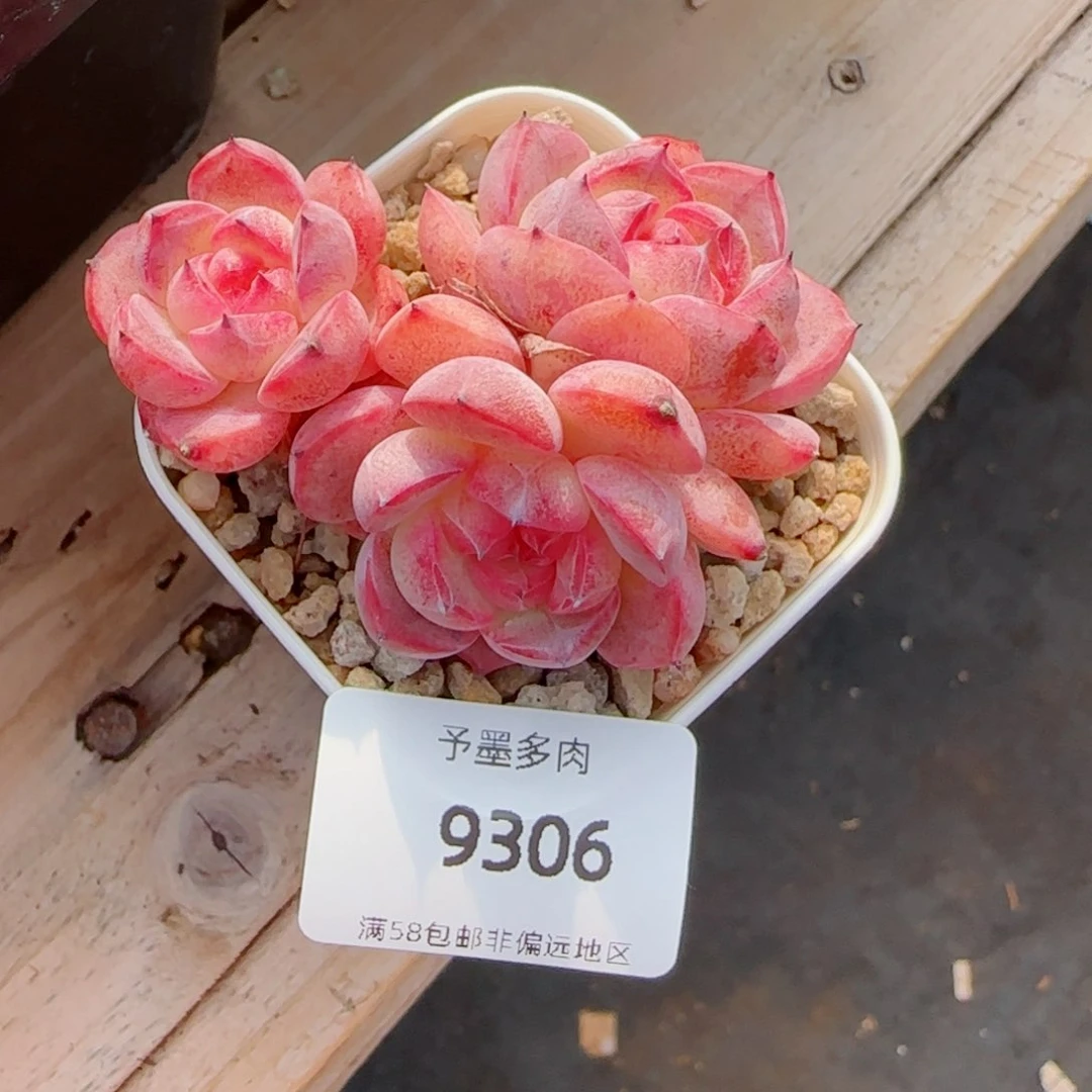 森林玫果，9306多肉