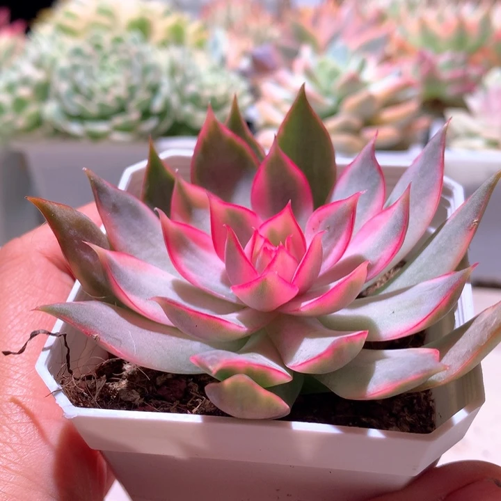 红椒白覆轮锦有根