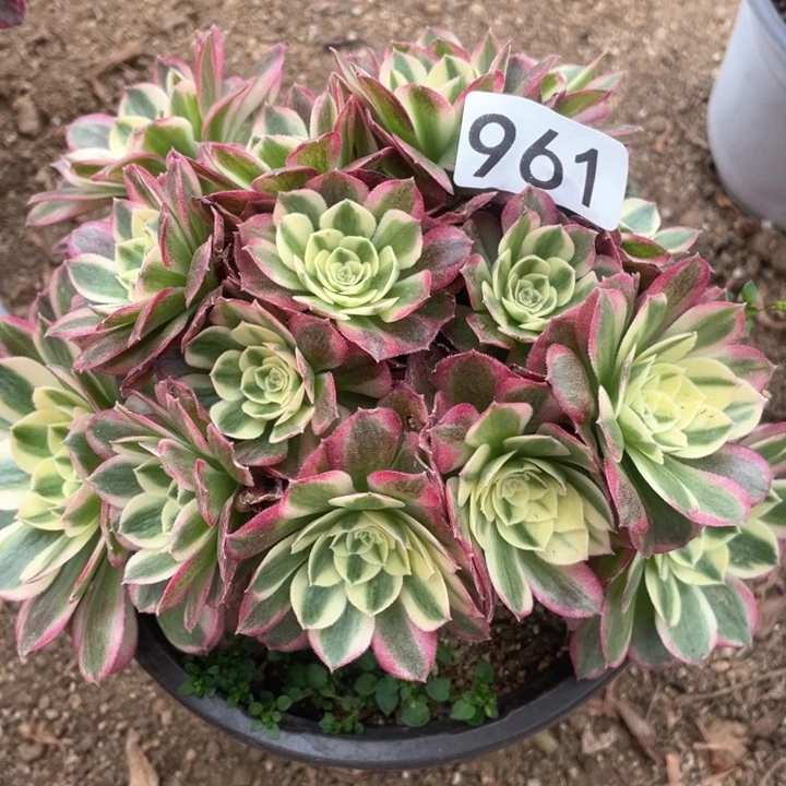 961多肉植物玉姿