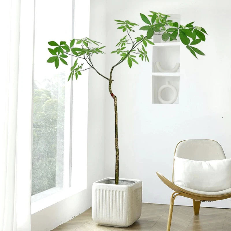 原生发财树飘枝原生绿植盆栽客厅大型室内四季常青乔迁送礼