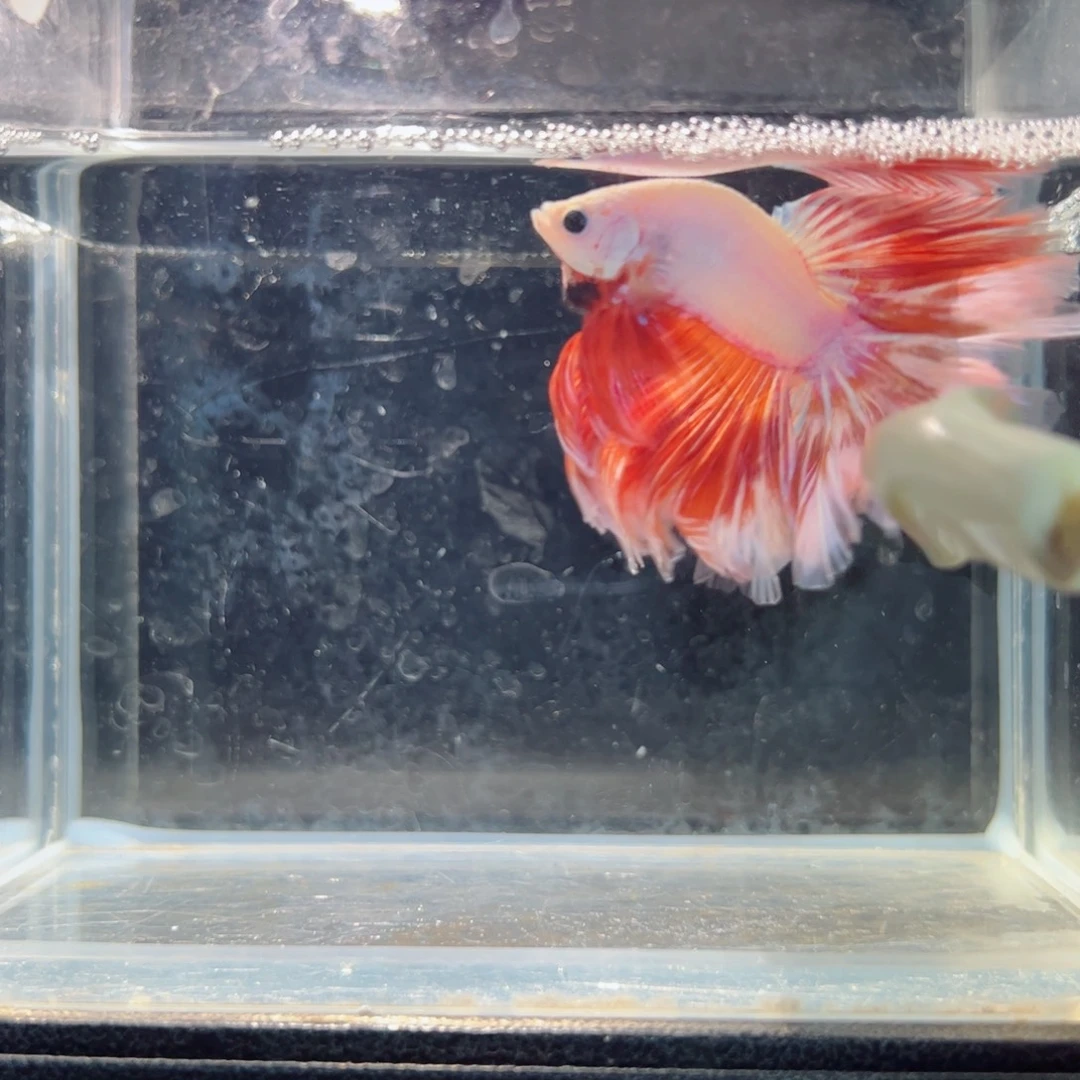 斗鱼浅色仙仙裙特殊尾