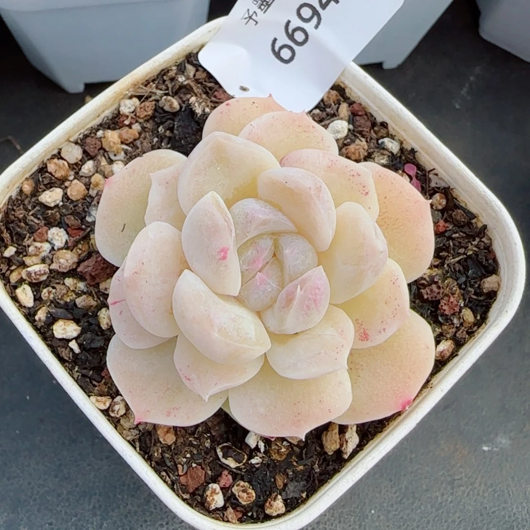 孤月珍妮石化，6694多肉植物