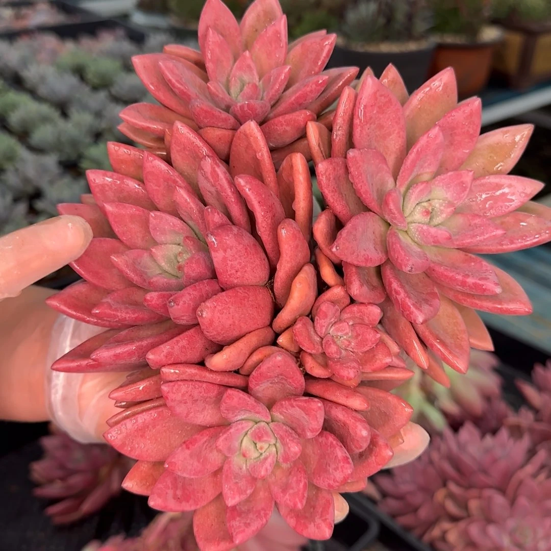 从前慢多肉编号初音