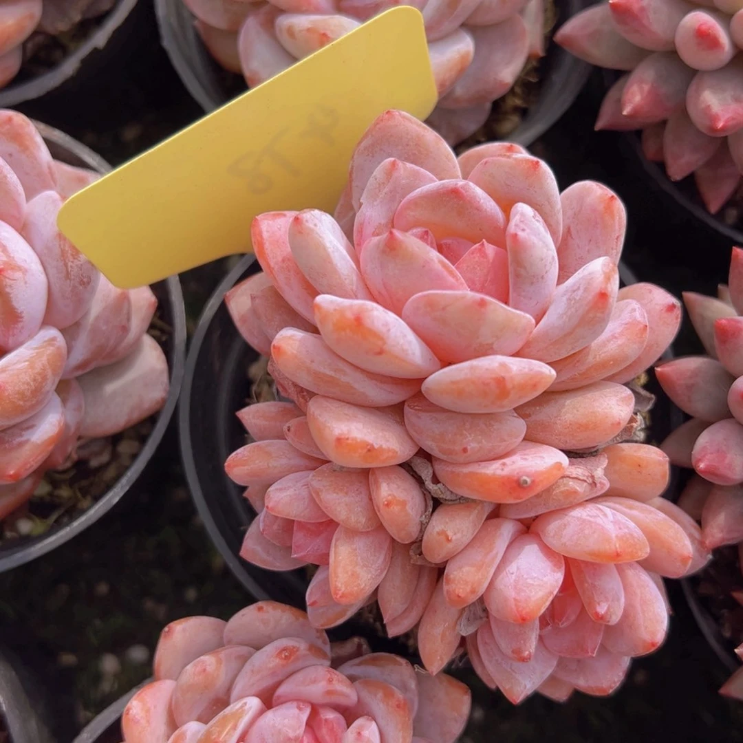 香玉等多种名贵的产品和服务于