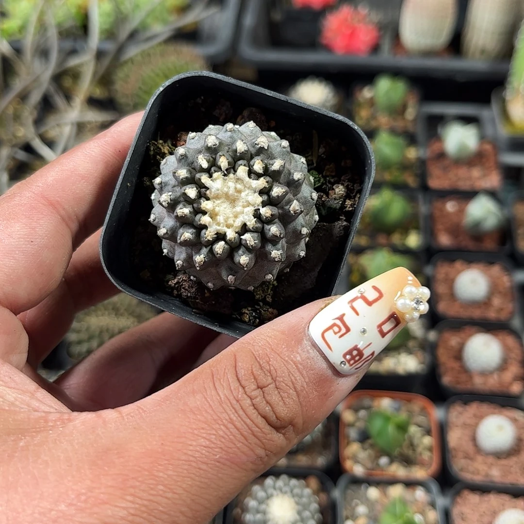 墨蝶单头发货单头发