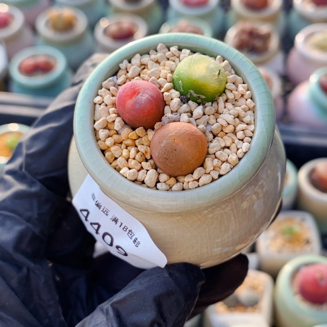 4409--一物一拍 带盆1801.1蟠桃