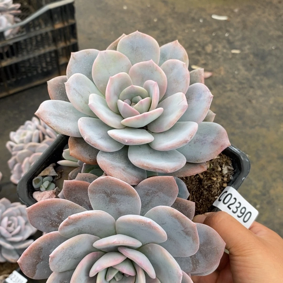 2390红茶一物一拍