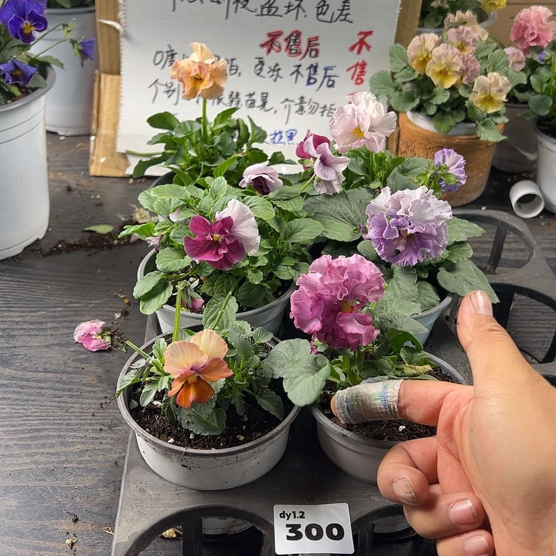 大部分花苞少量开放300号