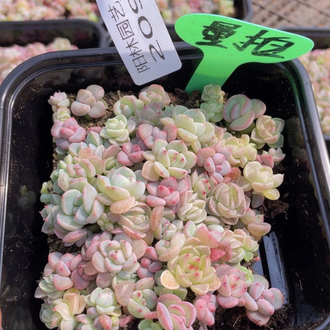 量拍多肉植物多肉植物209
