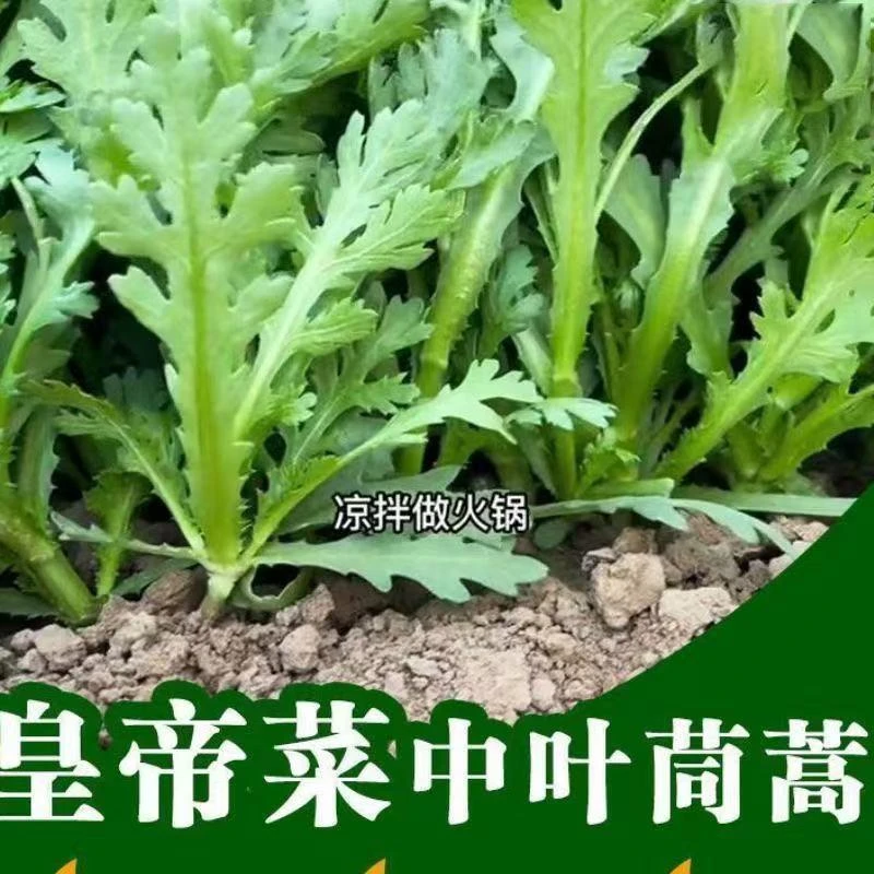皇帝菜中叶茼蒿速生高产茼蒿种子家庭小院适种蔬菜种子Y商品图