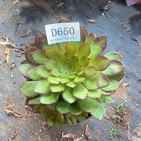 650桃花石多肉法师锦量拍