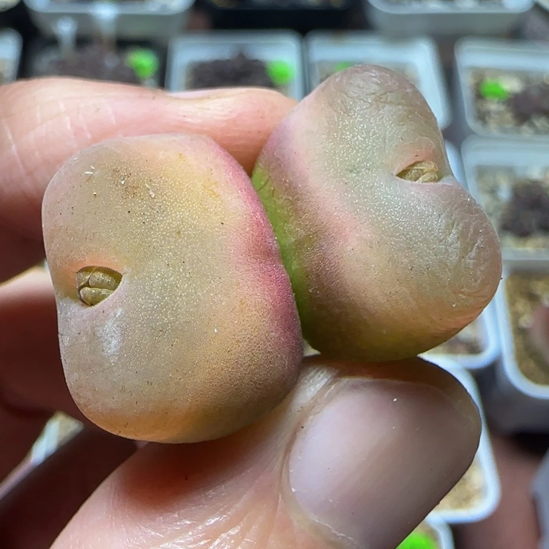 双头漂亮多肉植物393
