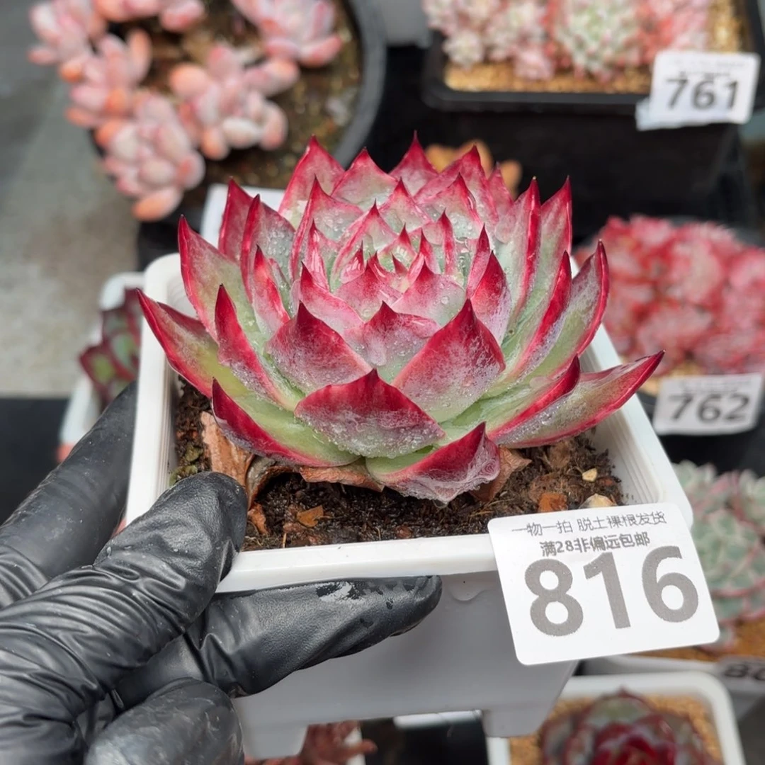 大惊鸿仙子无盆土发货