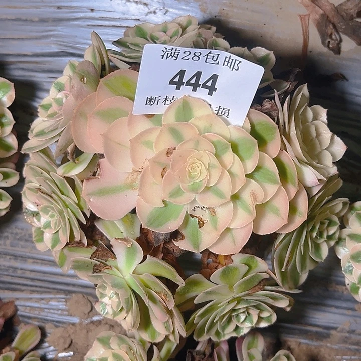 444倾城多肉植物保护