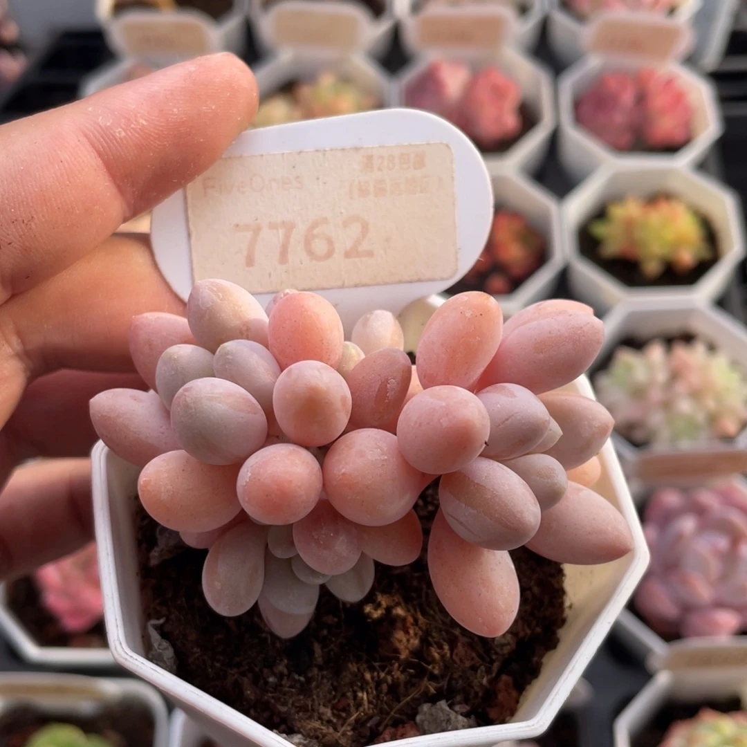粉色恋人7762-7厘米