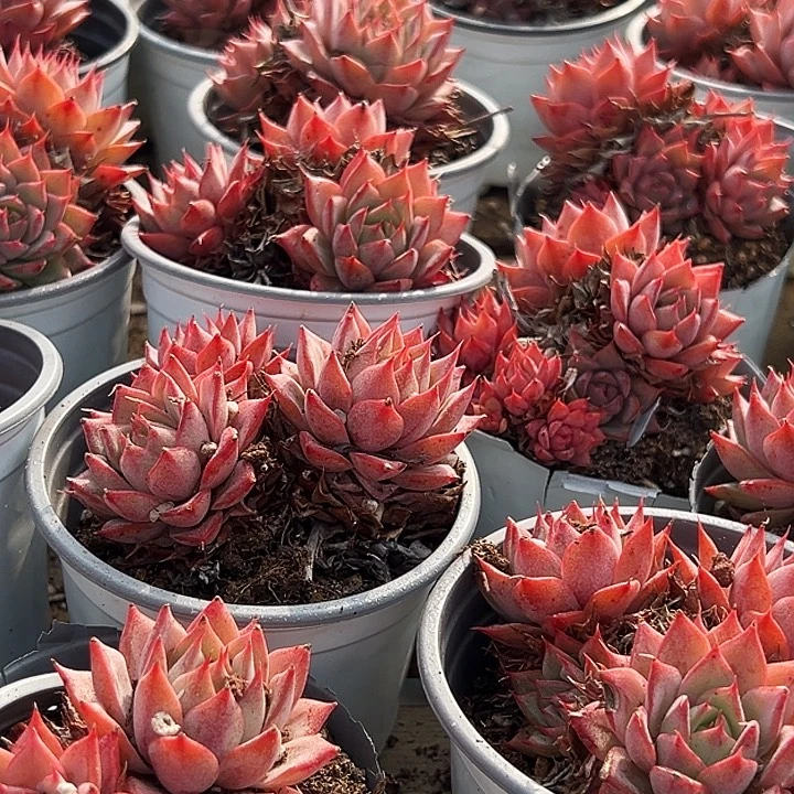 多头        林杰安娜