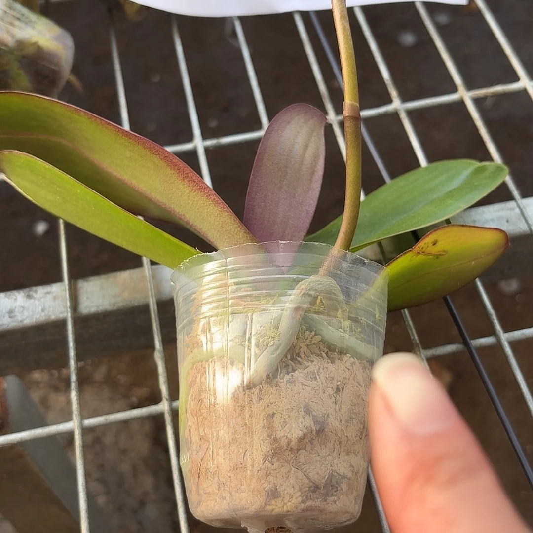 蝴蝶兰带花剑一盆2.5杯