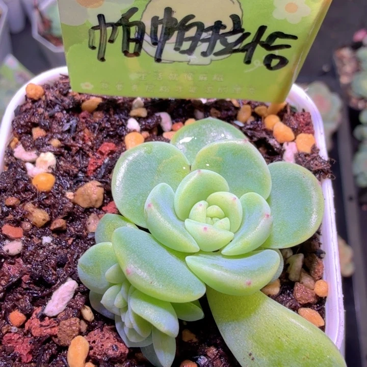 帕帕拉恰甜心啦啦啦