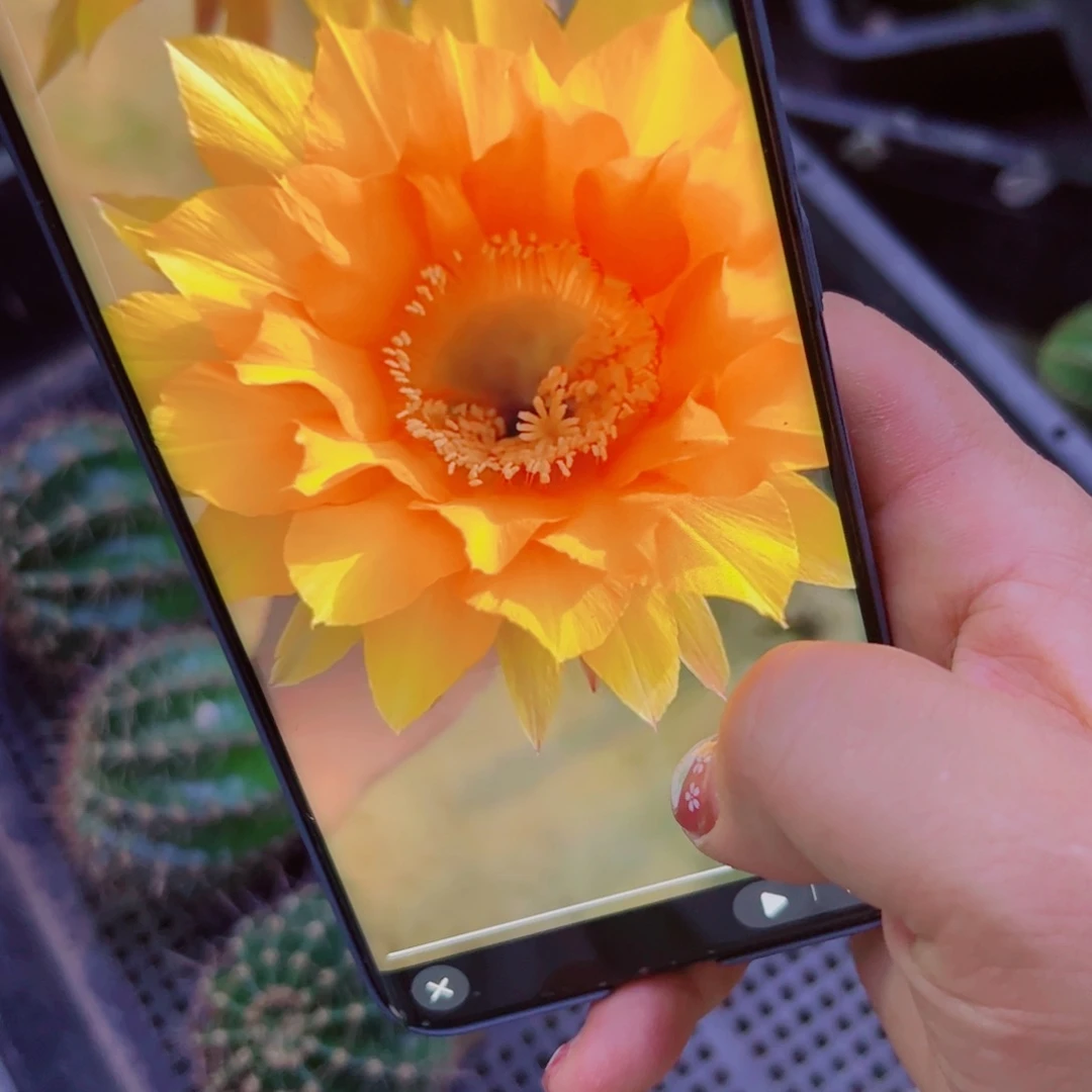 下2彩草88 歪无根侧芽5公分左右20包邮