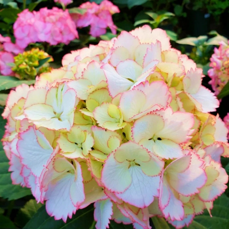 【鸡尾酒】绣球花盆栽室内外开花植物易爆花好养易成活庭院花卉