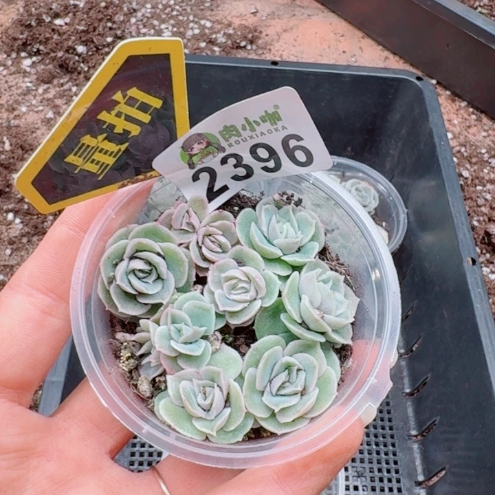 多肉植物多肉植物