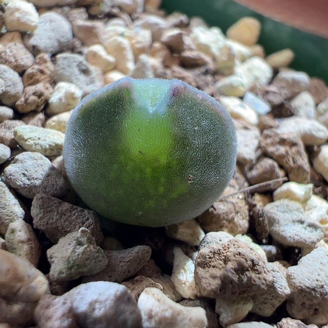 w/990 青蛙3年大眼空蝉。胖宝宝版 短尖耳 88折后价