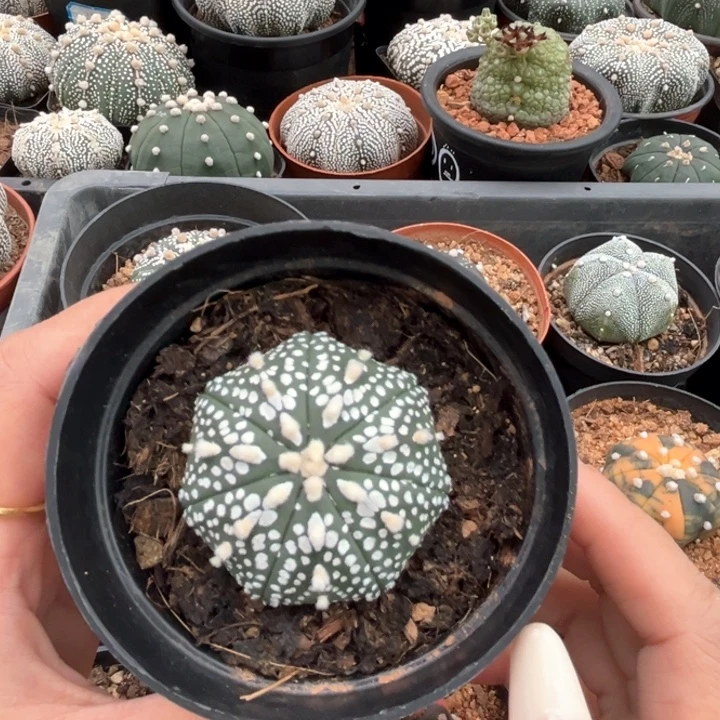 4.1 cm奇迹一物一拍