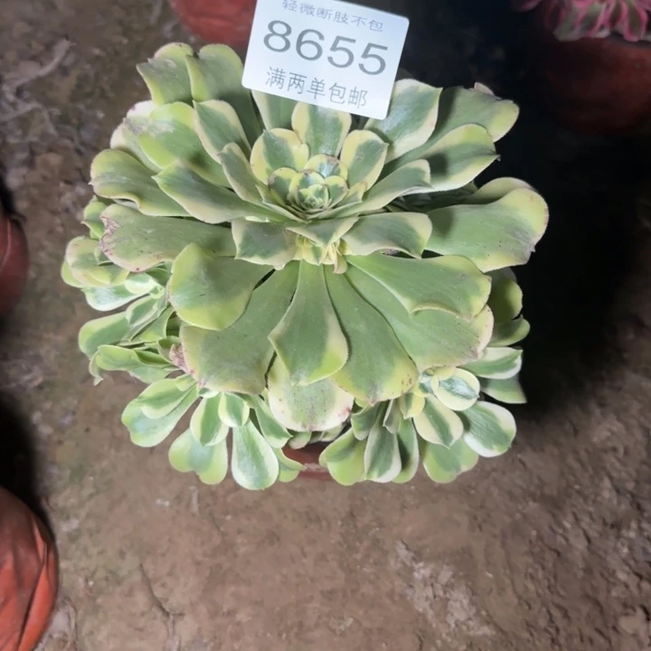 8655绿豆沙多肉植物