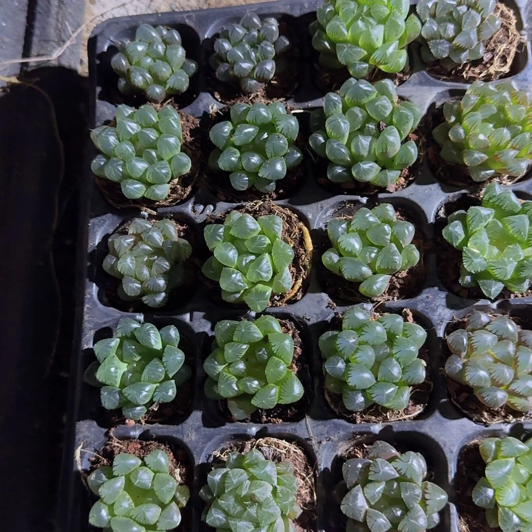 50孔玉露10颗带血盘量拍