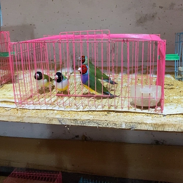 文鸟清**阵七彩两对，包活到家