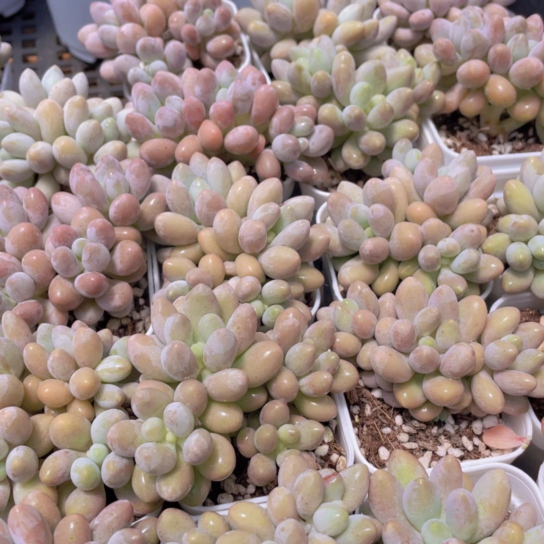 量拍42号 汤圆小群生一个