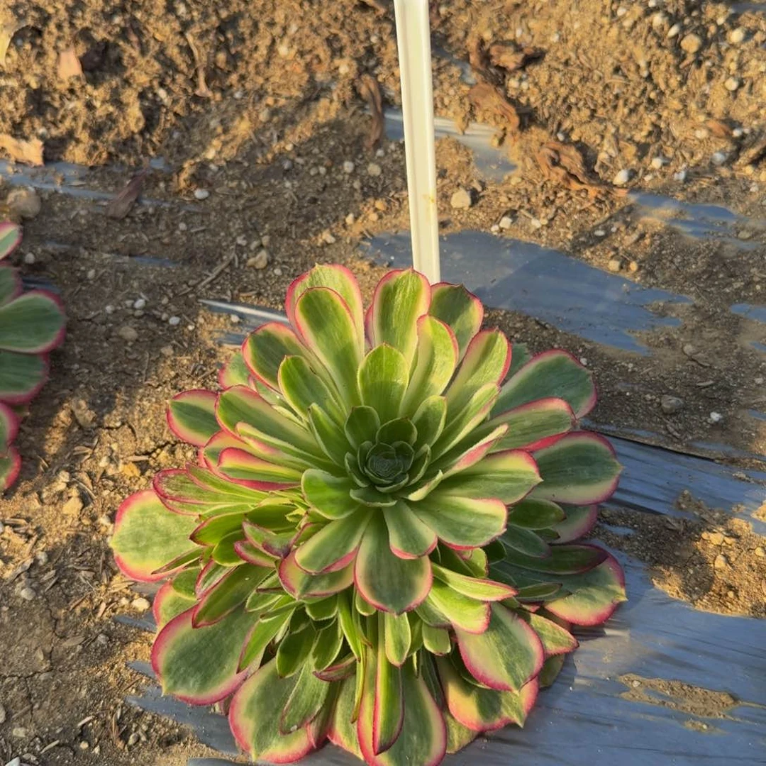 y****8粉海王到秋天， 多肉植物