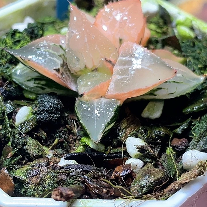 506酒吞锦特选福利
