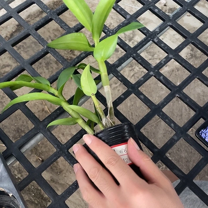 当前无花栽培后可以开花泼墨艳照