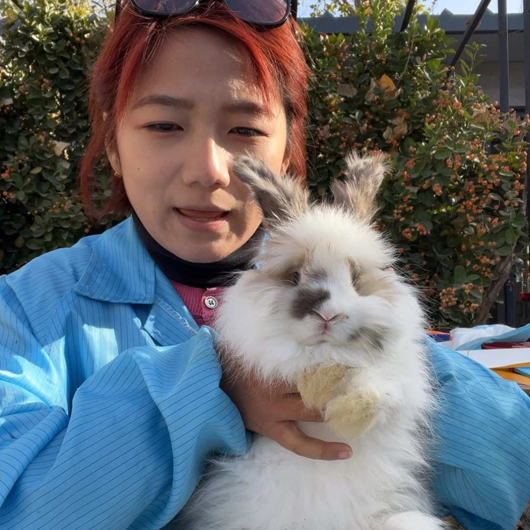 英系安哥拉宠物兔子