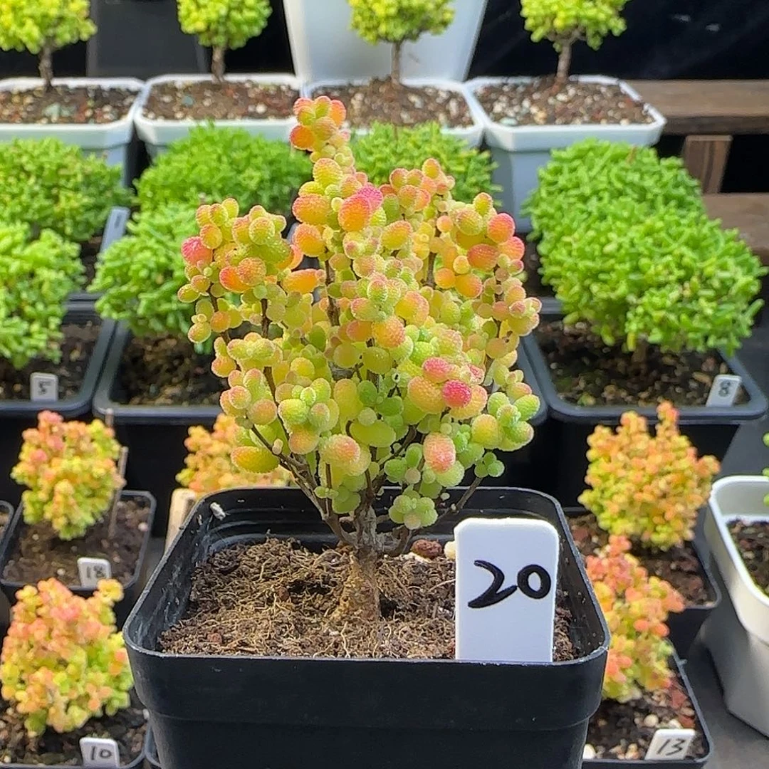 蜜橘糖球一物一拍