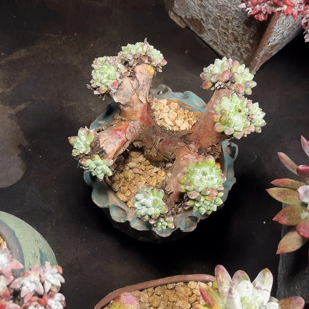 小鹿多肉一物一拍小豆