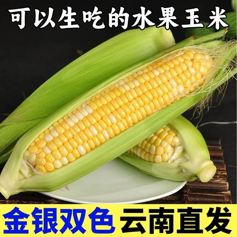 【甜脆玉米】云南新鲜金银双色水果玉米现摘现发清甜多汁