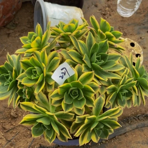 星爆多肉植物227多肉不包断